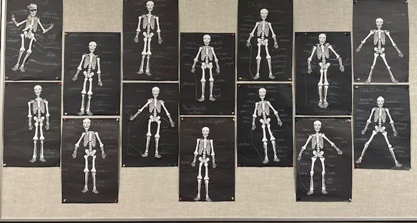 The Skeletal System – Div 3