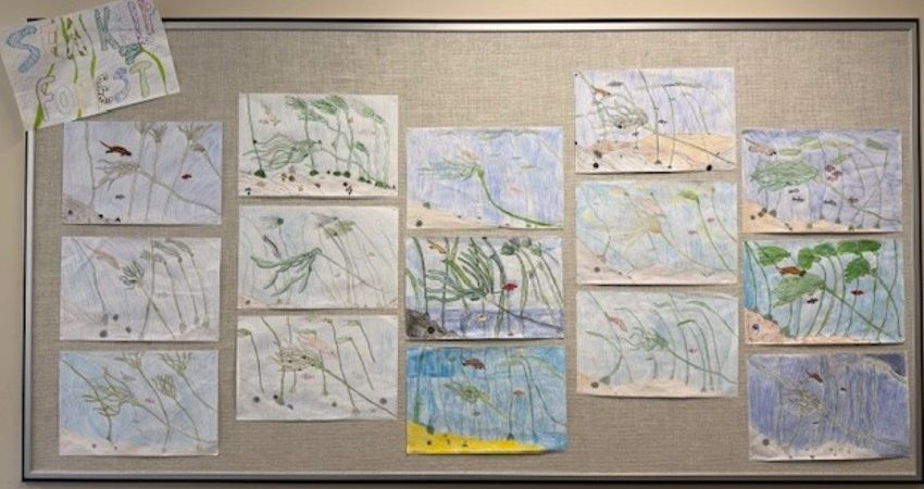 Sea Kelp Forest – Div 2